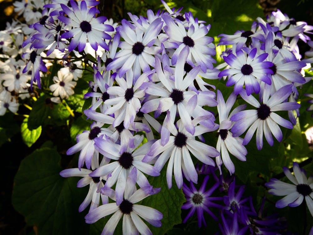 Fleur de Marguerites Violettes et Blanches