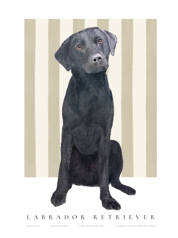 Black Labrador Retriever