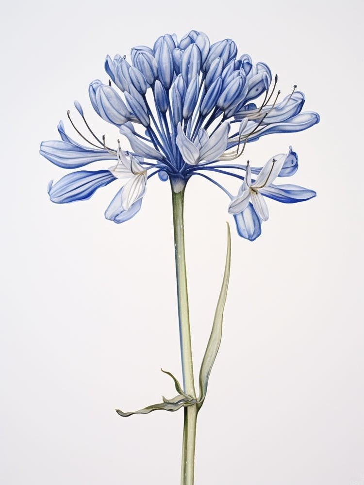 Pressed Flower Botanical Art Agapanthus 1