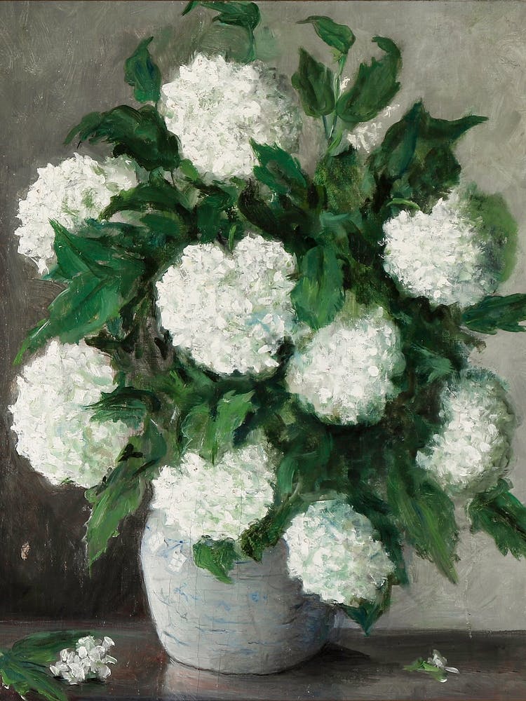 Still Life White Hydrangeas In A Vase
