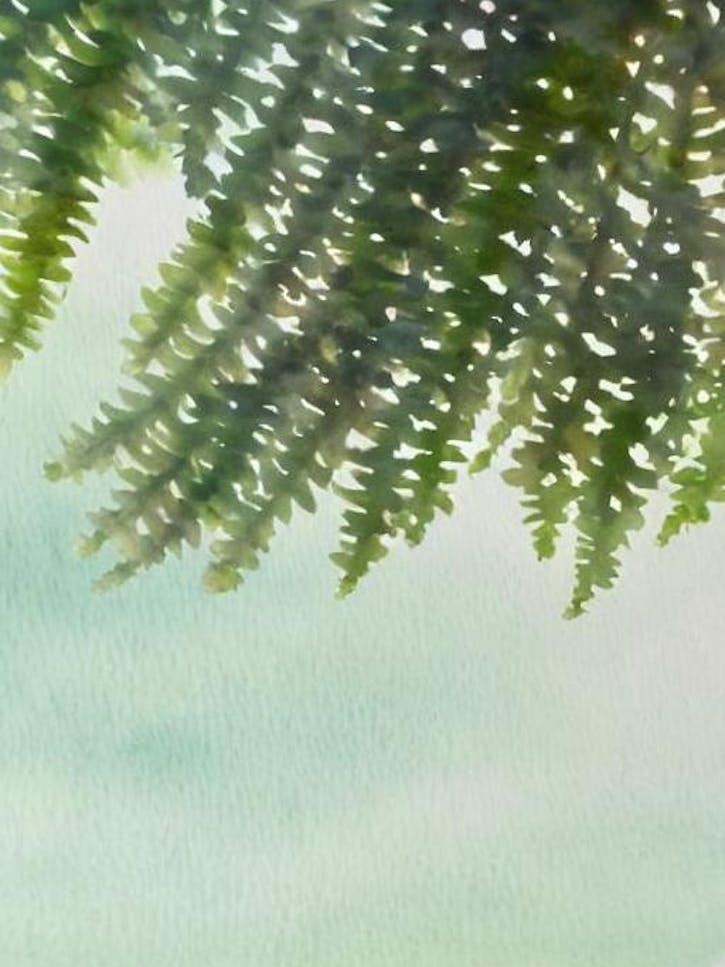 Acropora Loripes Storybook Watercolour