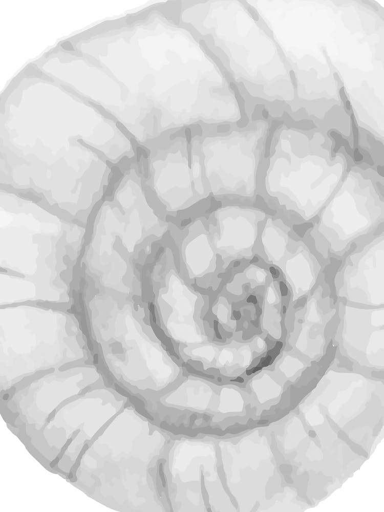 Spiral Shell