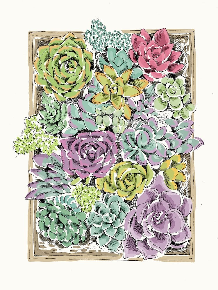 Succulent Tray