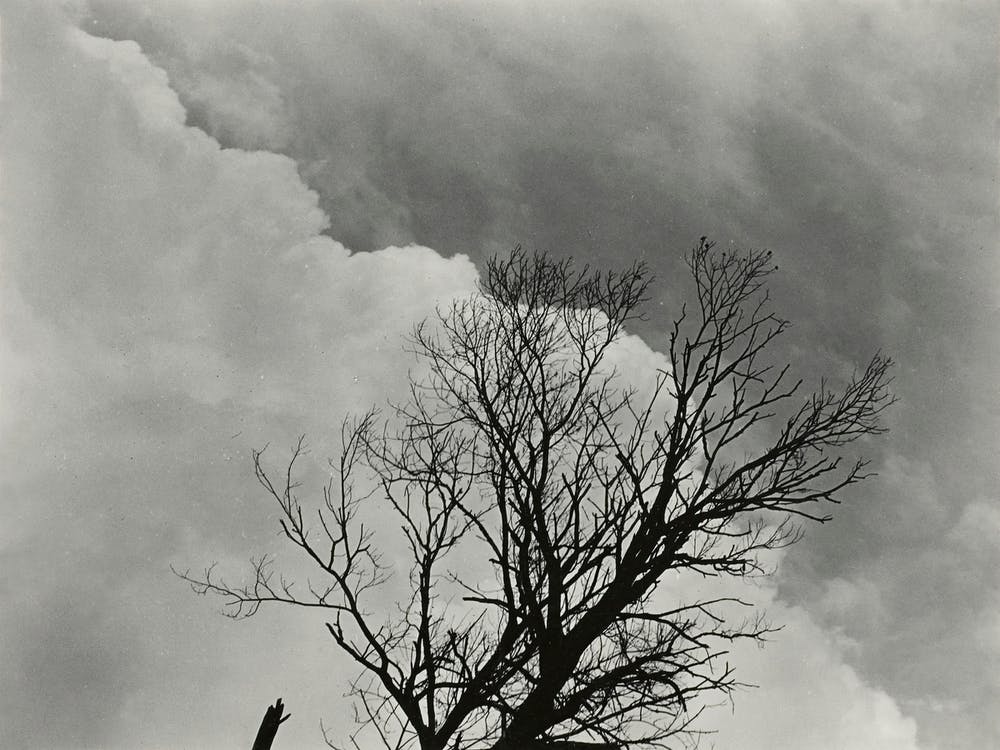 Tree Set 3 (1924), Alfred Stieglitz