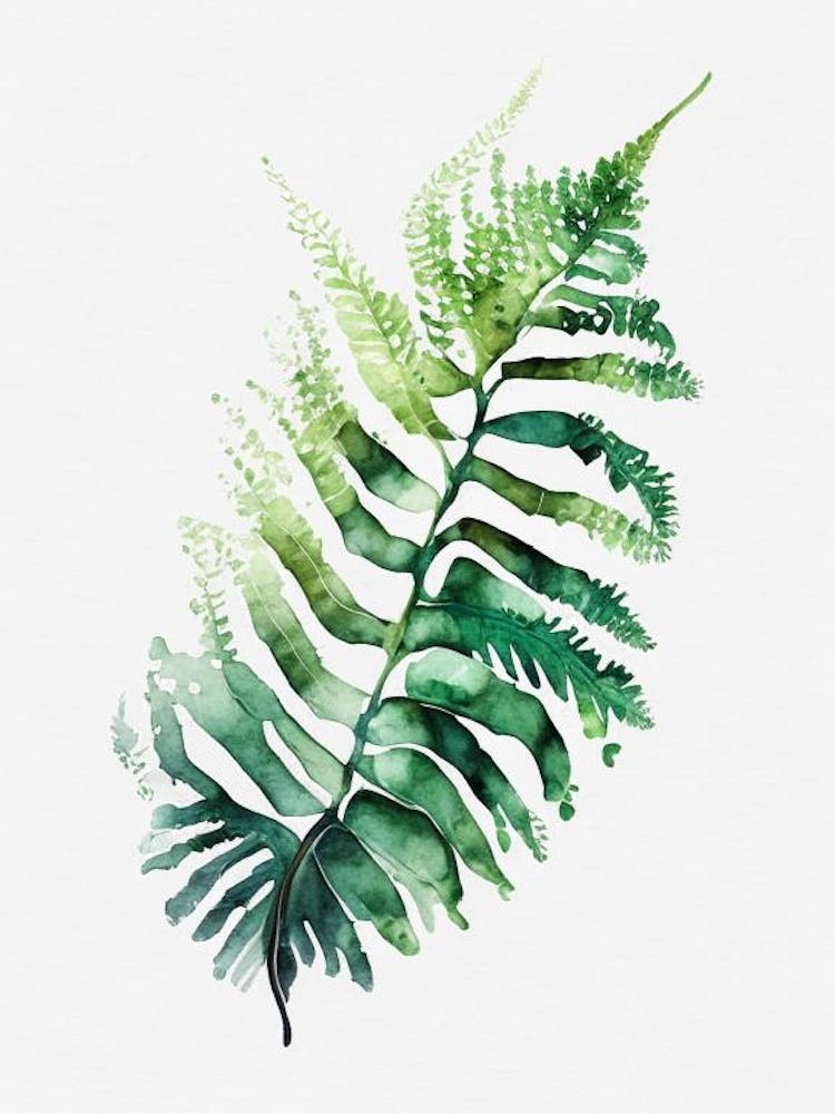Walking Fern Aquarell