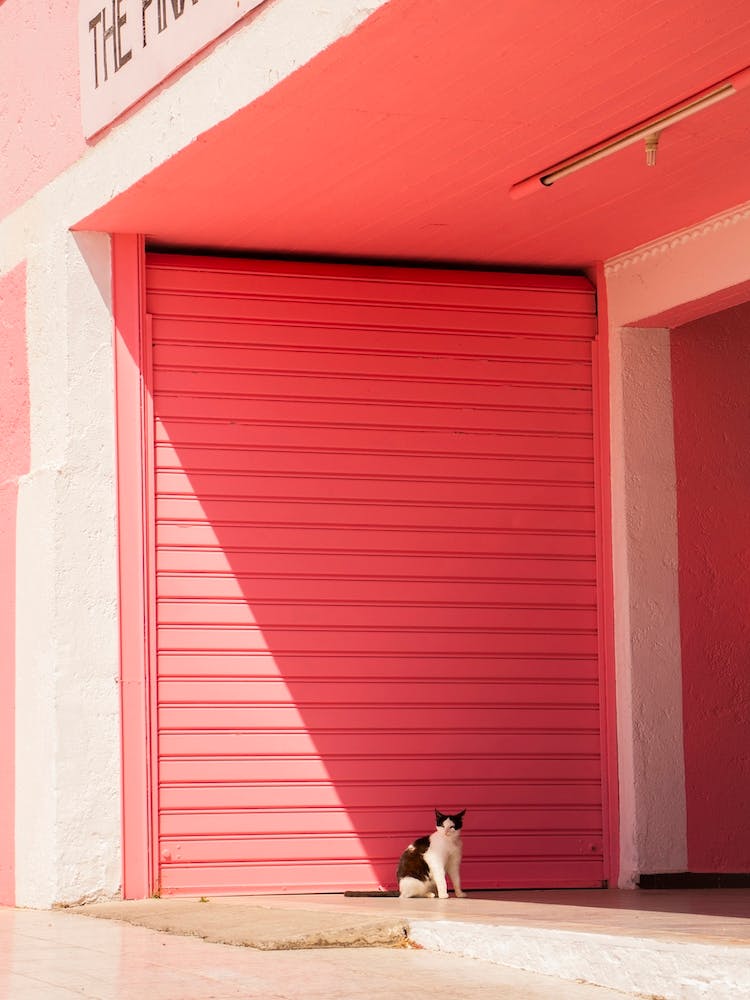 Pink Cat 