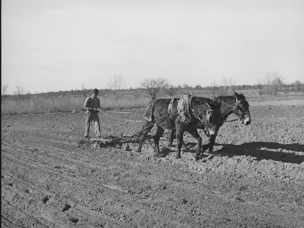 Son Of Pomp Hall, Tenant Farmer, Plowing, See General Caption Number 23, Creek County, Oklahoma By Russel