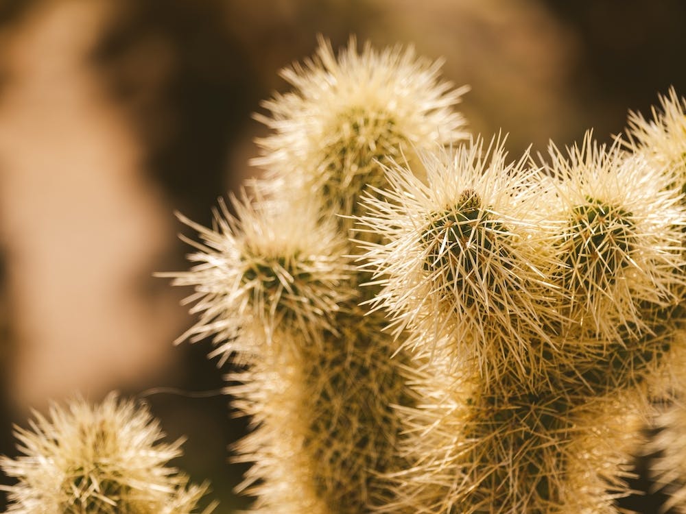 Cacti Glow