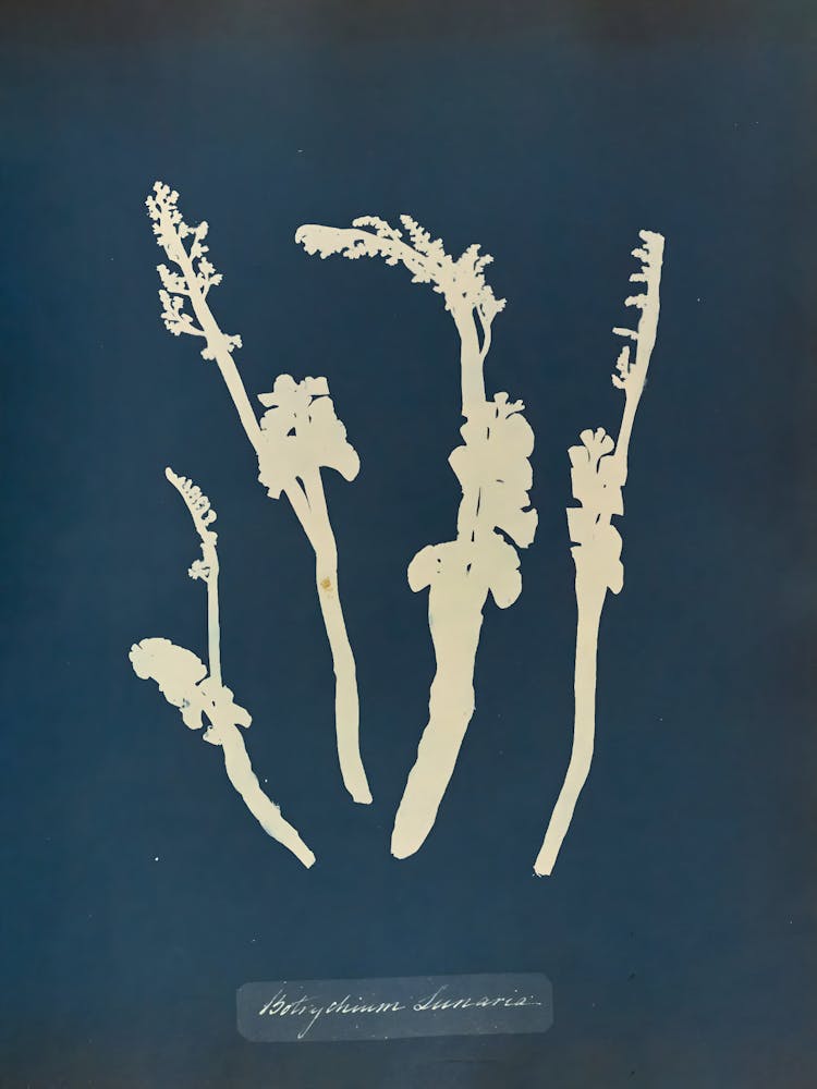 Flowering Plants