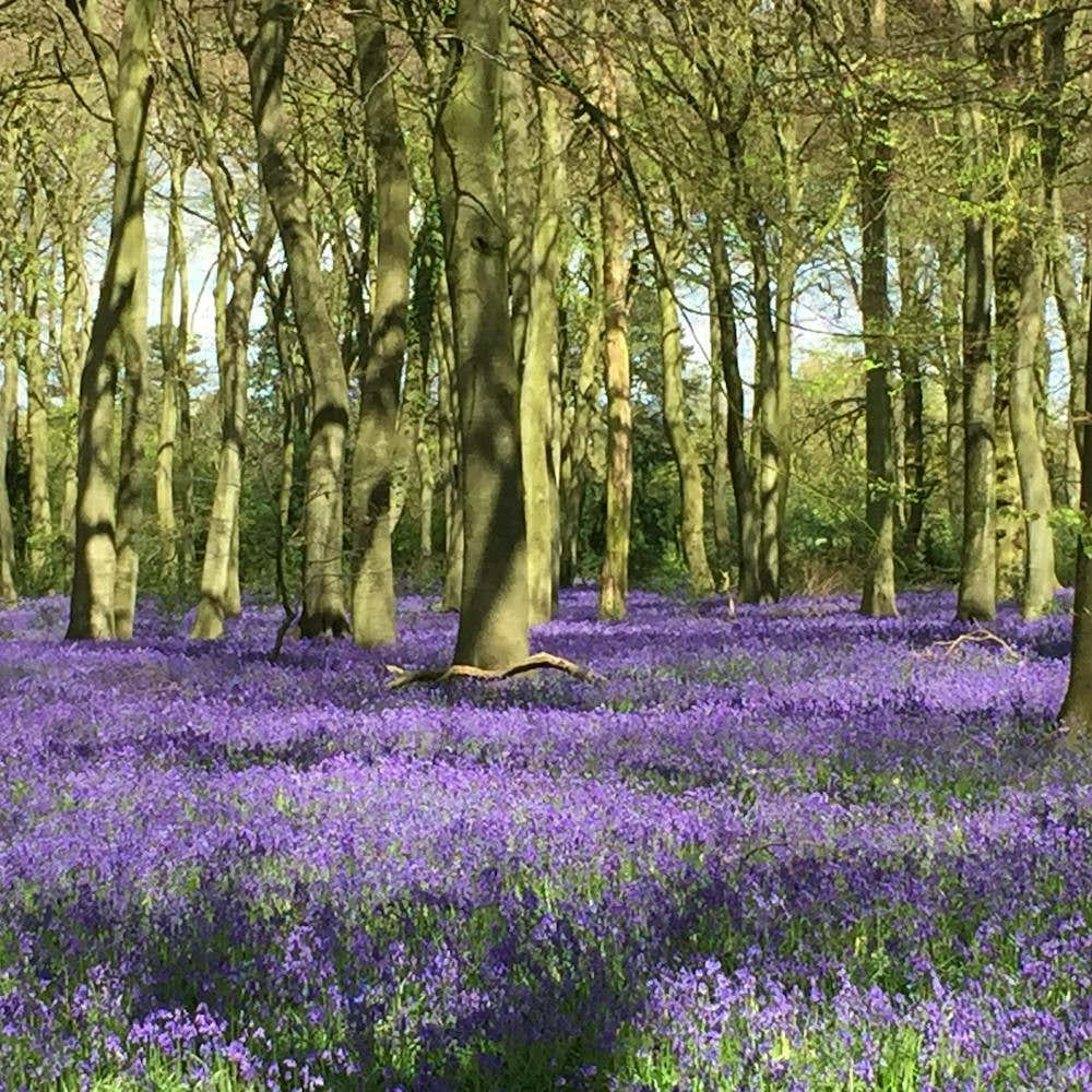 Bluebell Woods