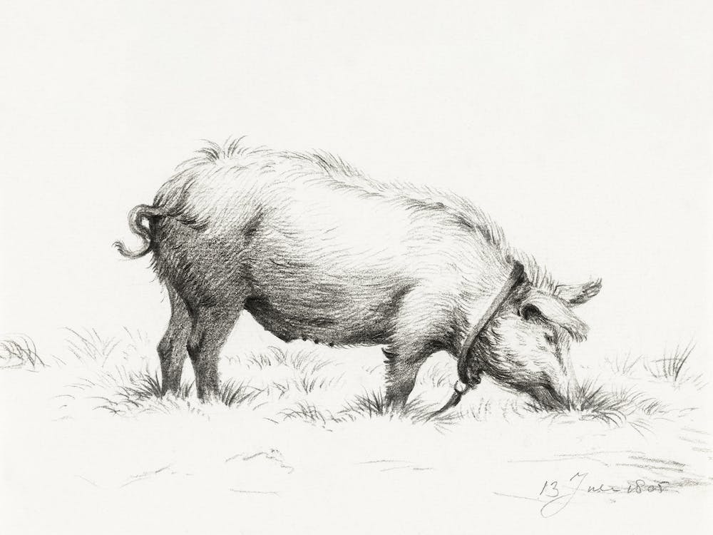 Standing Pig In The Grass, Jean Bernard