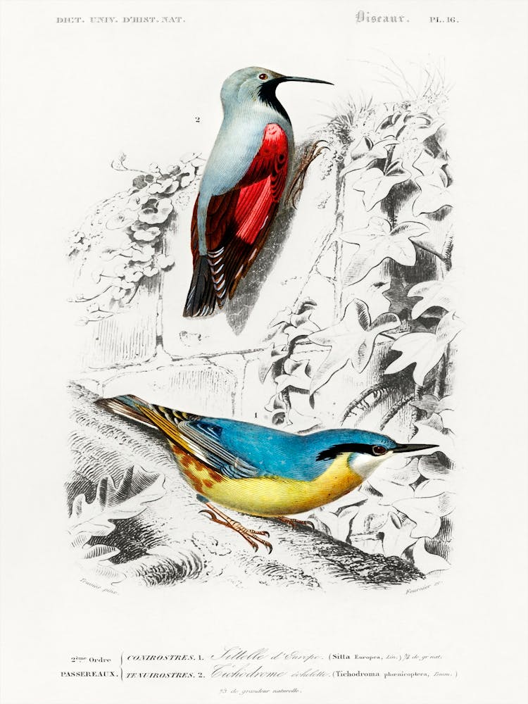 Different Types Of Birds, Charles Dessalines D'Orbigny 29