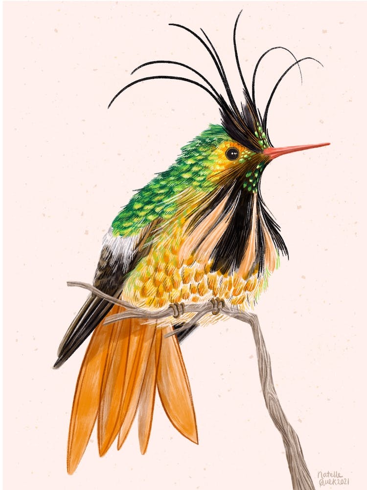 Black Crested Coquette