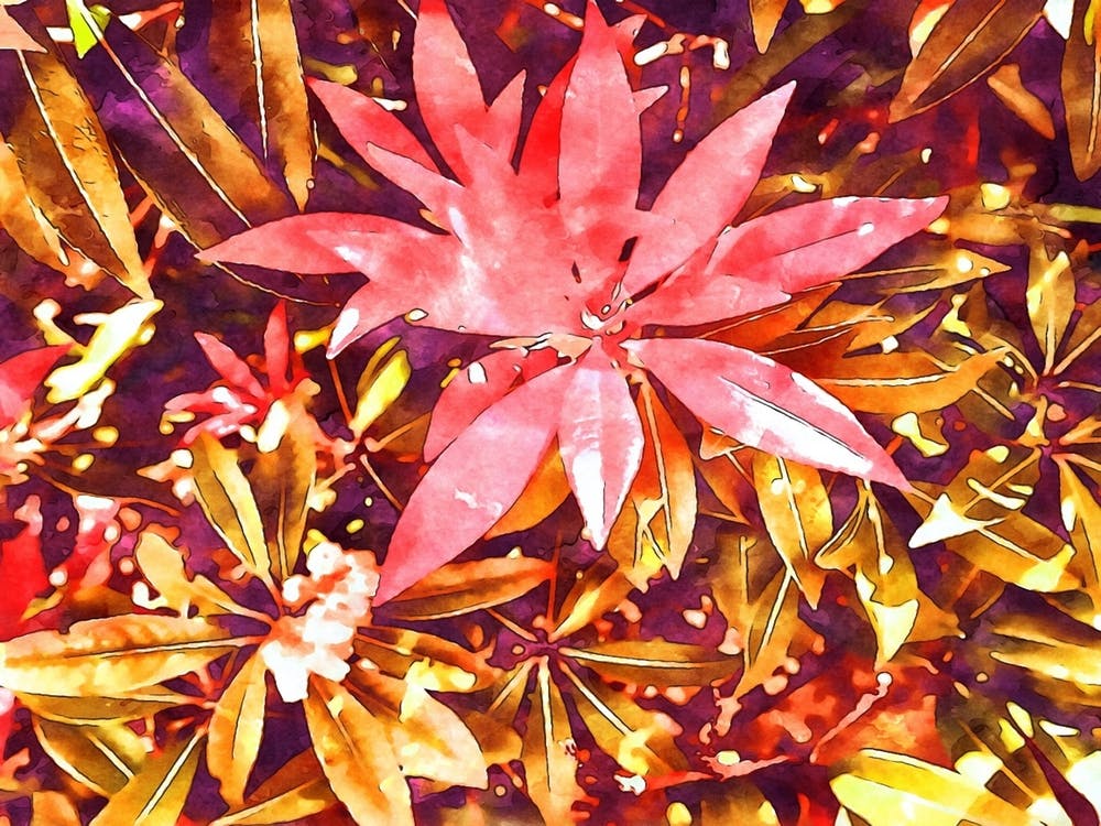 Autumnal Flowers
