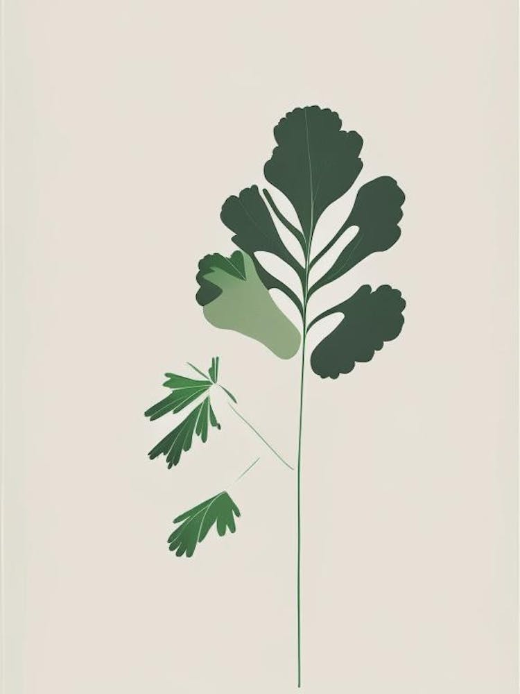 Cilantro Herb Simplicity 2