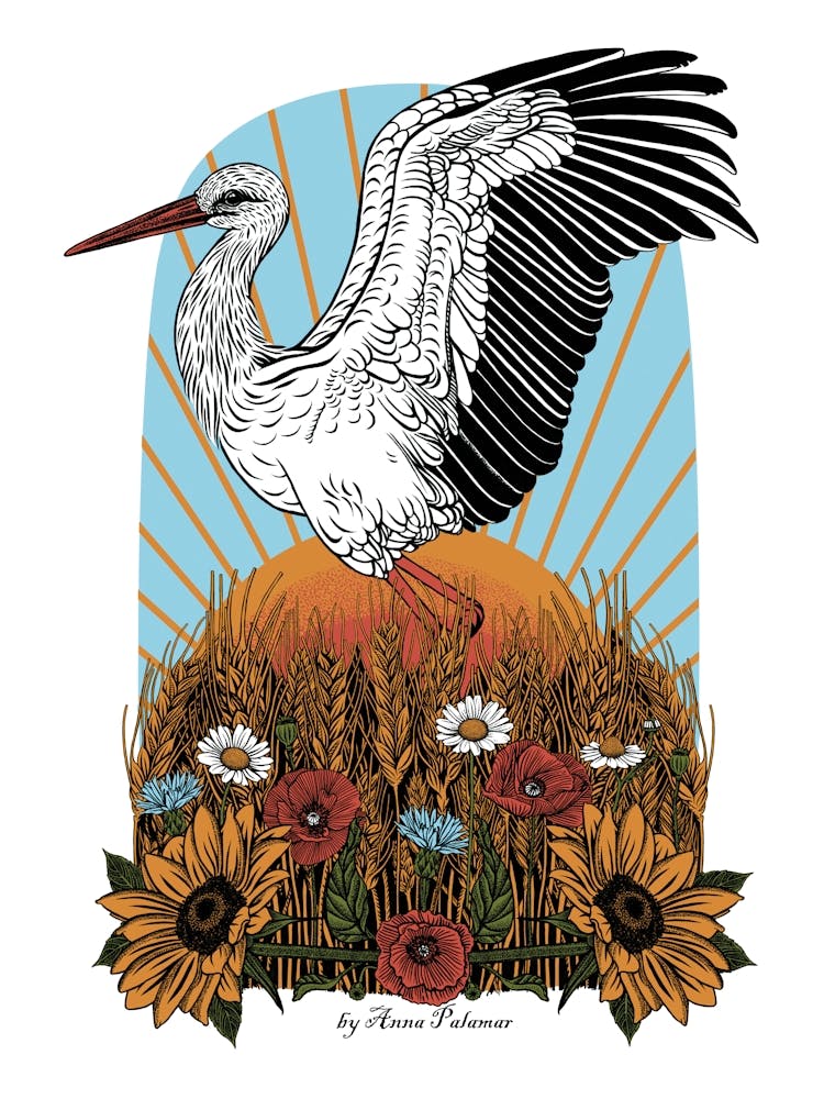 Stork In The Field