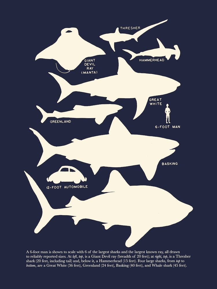 Retro Style Shark