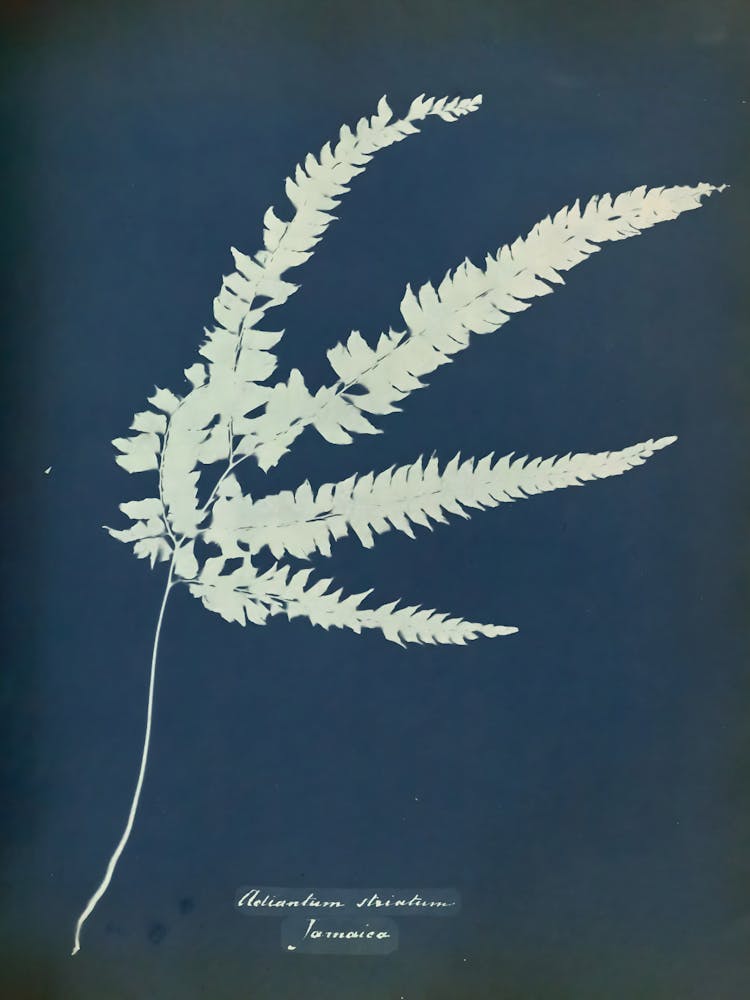 Fern 5