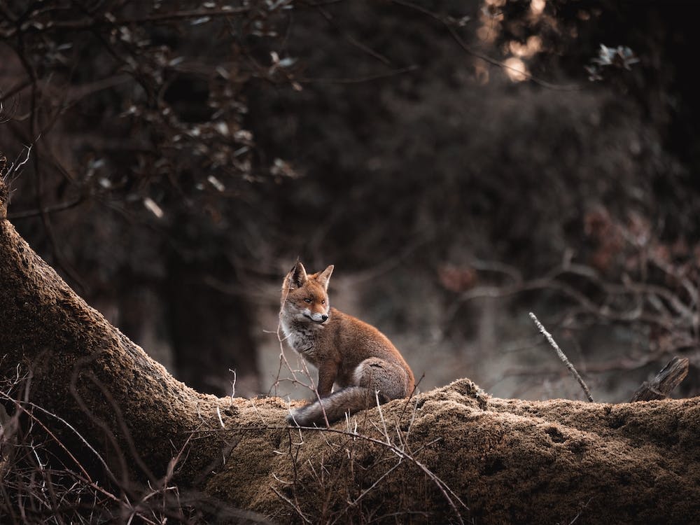 Forest Red Fox