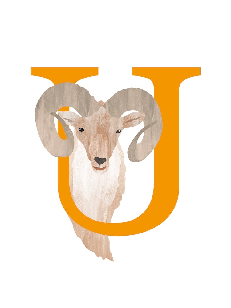 U For Urial