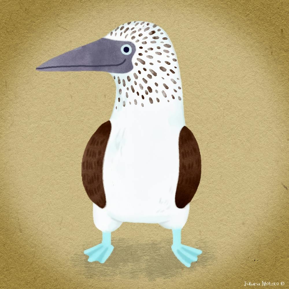 Blue Footed Booby Bird Square