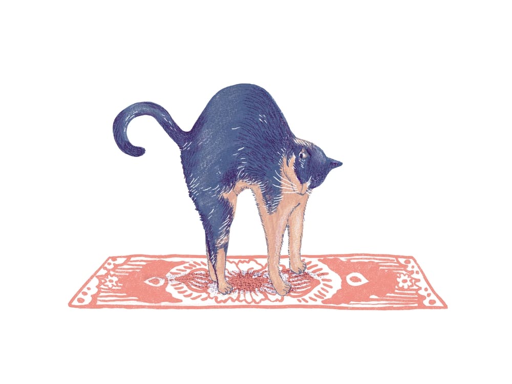 Cat Stretch - Animal Yoga