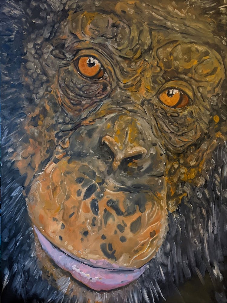 Chimp