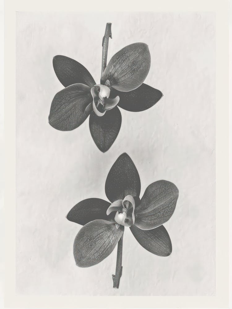 Orchid Flower Photo Collage 3