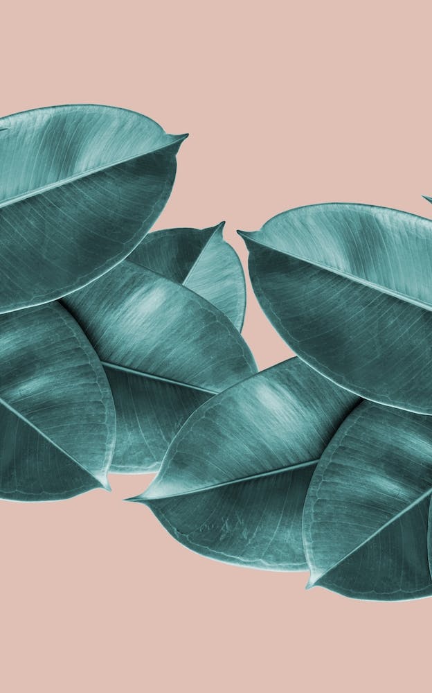 Green Blush Ficus Leaves