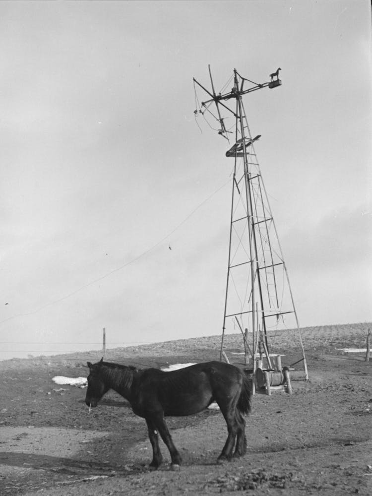 Untitled Photo, Possibly Related To Blind Horse And Broken Windmill On Glen Cook S Farm Near Smithland, Iowa By