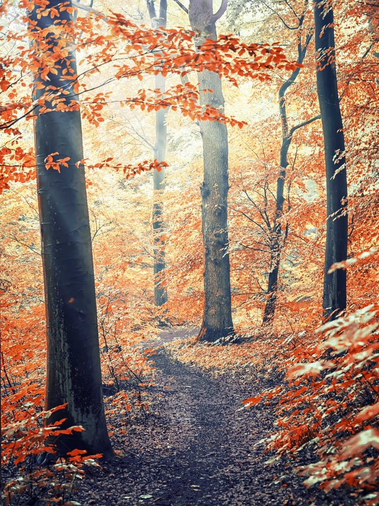 In The Wood