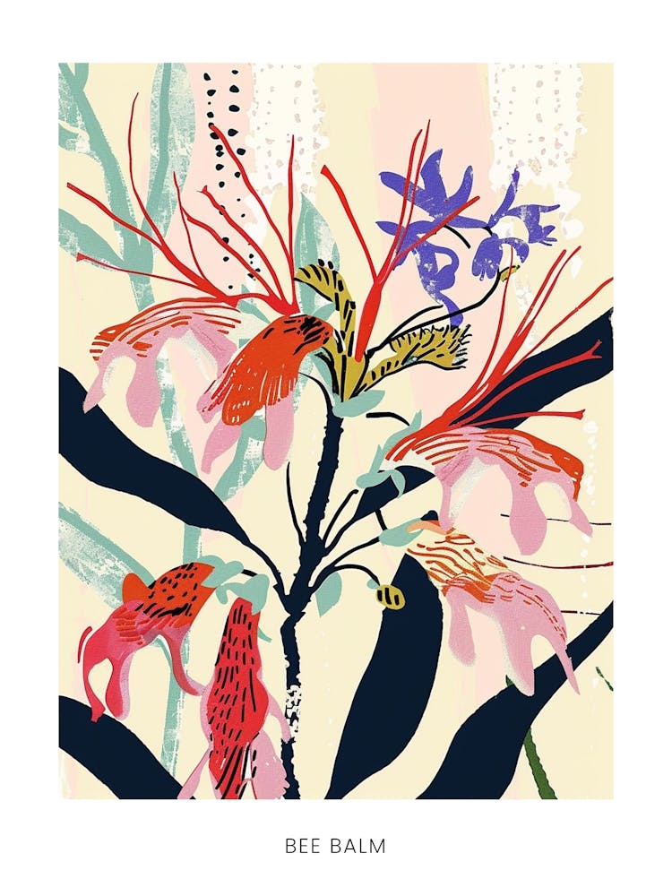 Colourful Flower Illustration Poster Bee Balm 1