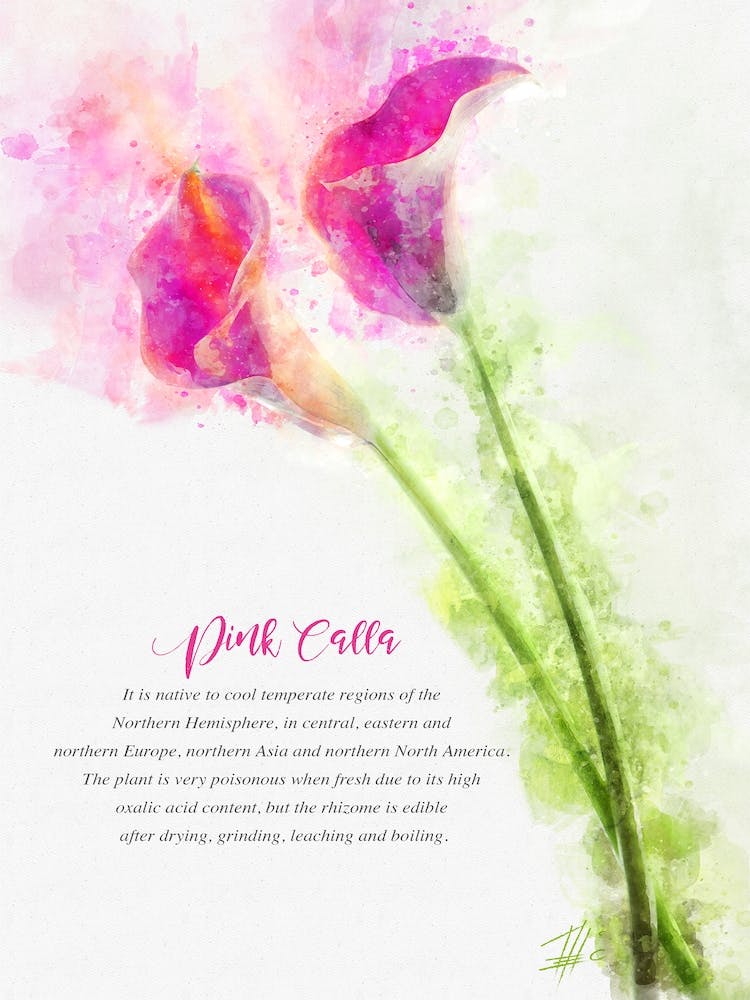 Rosa Calla
