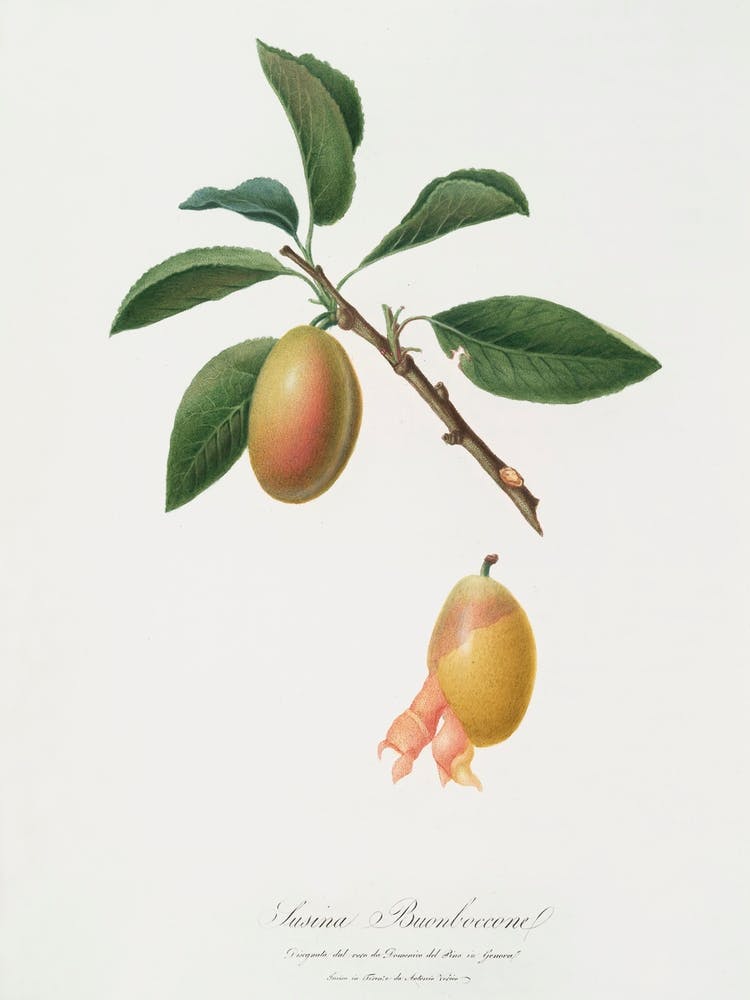 Armenian Plum (Prunus Armeniaca) From Pomona Italiana (1817 - 1839), Giorgio Gallesio