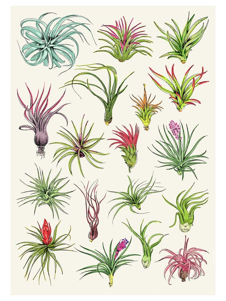 Air Plants