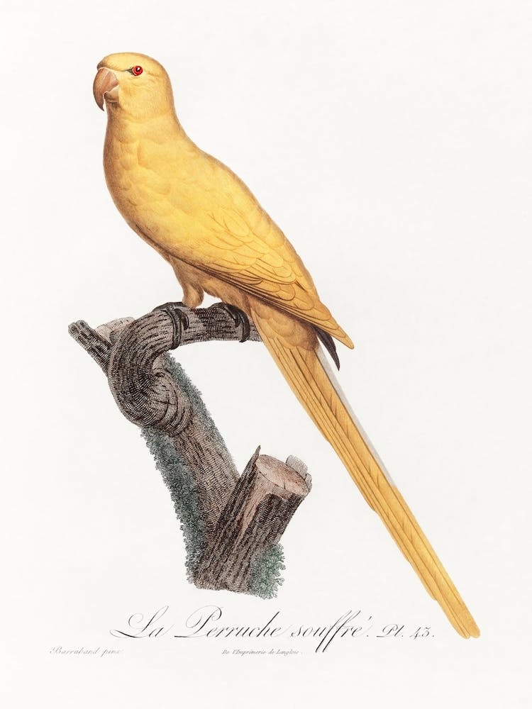 Lutino Parakeet From Natural History Of Parrots, Francois Levaillant