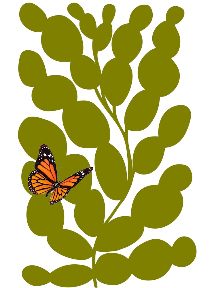 Schmetterling auf einem Blatt