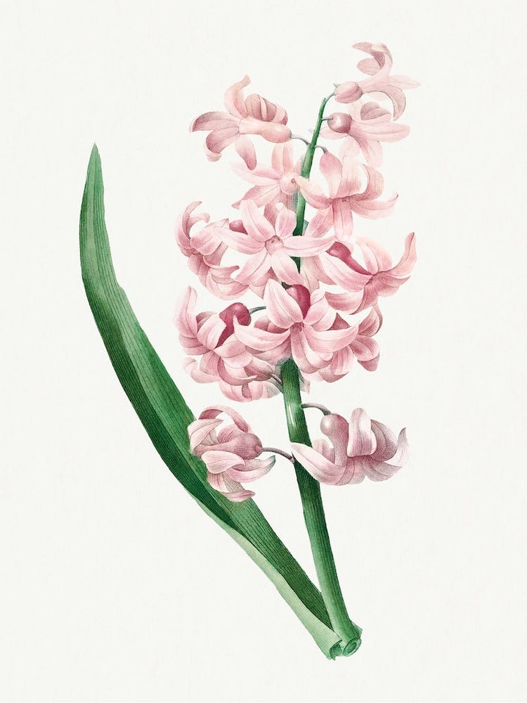Pink Hyacinth, Pierre Joseph Redouté