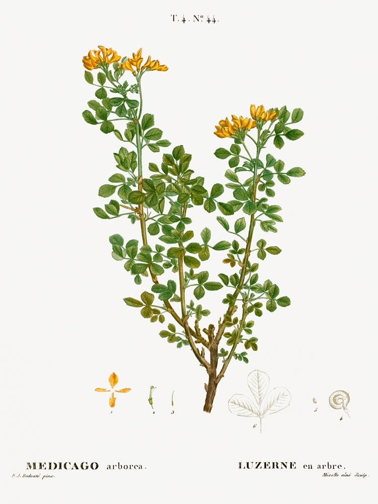 Moon Trefoil, Pierre Joseph Redoute