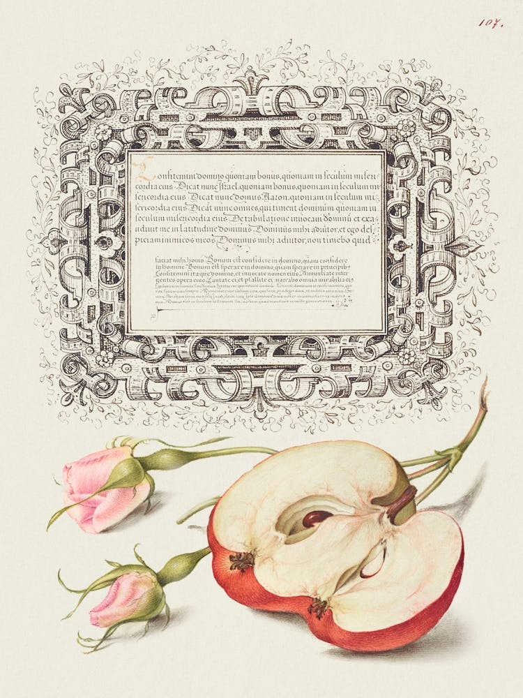 French Rose And Apple From Mira Calligraphiae Monumenta, Joris Hoefnagel
