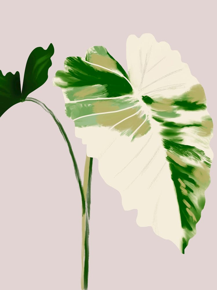 Filodendro Leaves