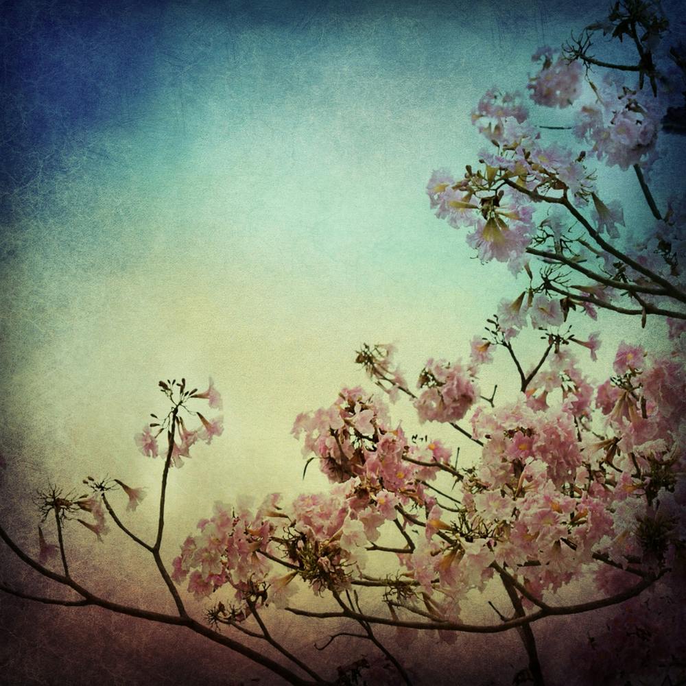 Pink Cherry Blossoms