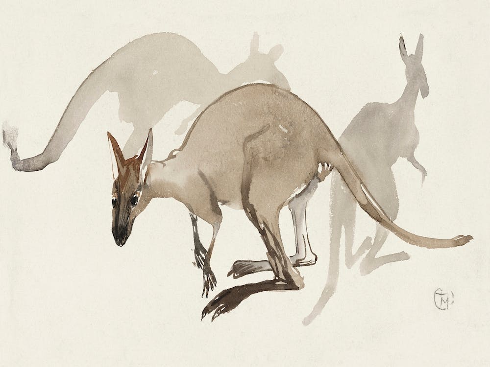 Kangaroos (1873–1917),Theo Van Hoytema