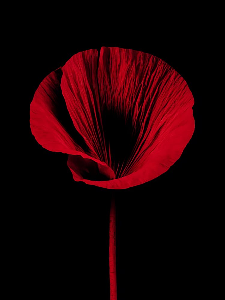 Poppy 1