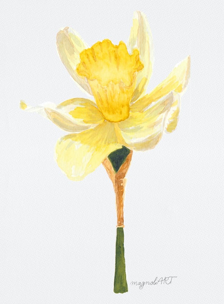 Daffodil 2
