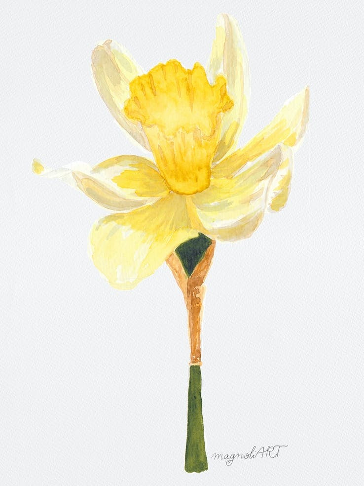 Daffodil 2