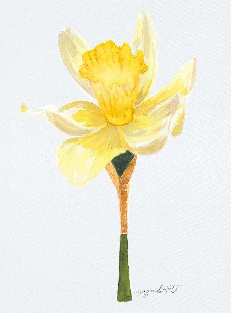 Daffodil 2