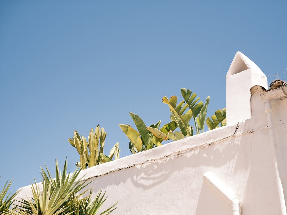 Banana Tree on roof terrace in Eivissa // Ibiza Travel Photography