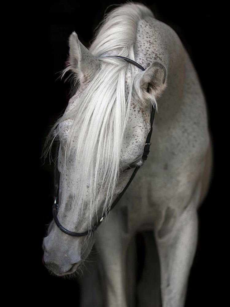 White Horse 1