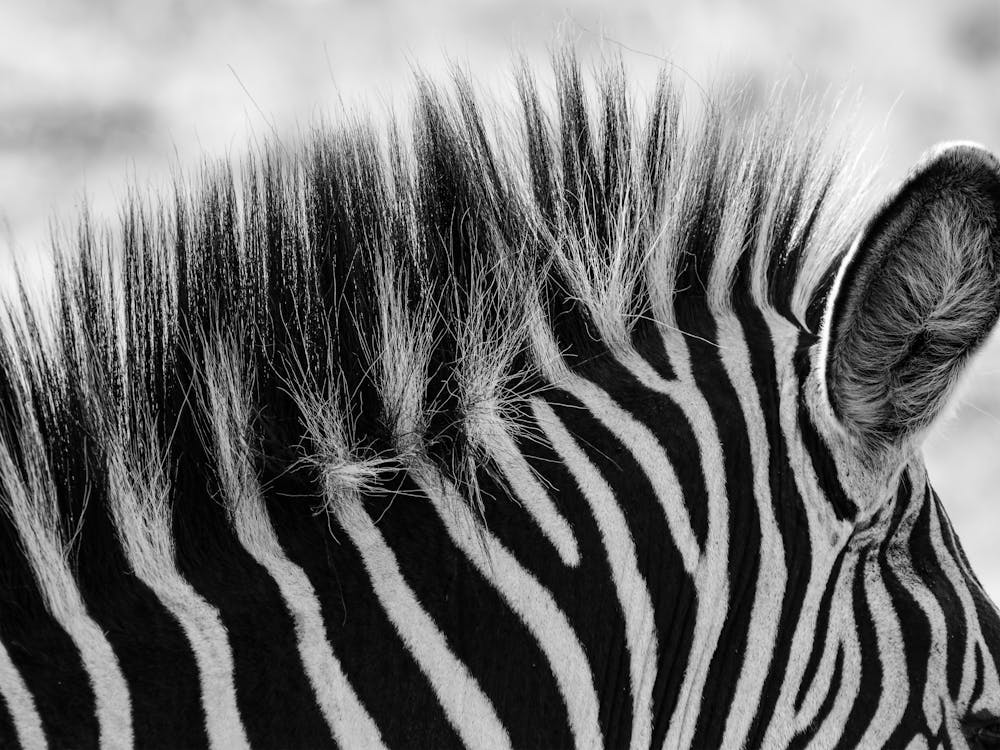 Zebra Mane Black And White